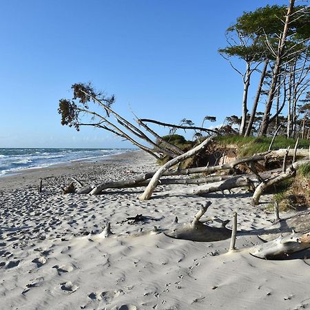 Strandhafer An Der Seebruecke Zingst Zewnętrze zdjęcie